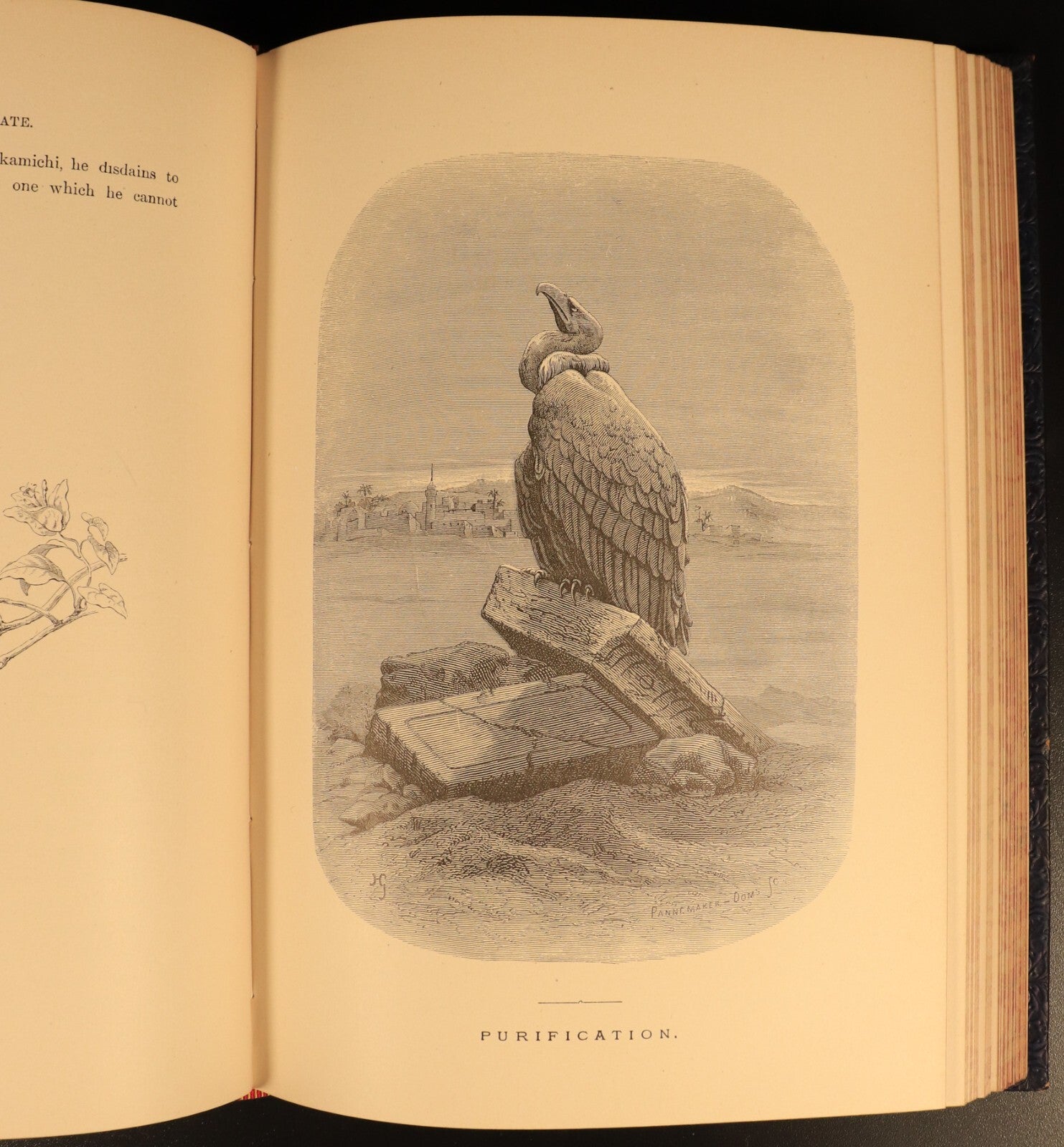 The Bird by Jules Michelet & Giacomelli 1895 Antique Natural History Book Gilt